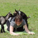 Two black goats surround a yoga student while she does a baby pose at Wildflower Farms.