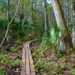 florida trail in charles bronson state park