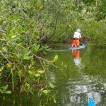 man paddling through the mangrove tunnel in 1000 islands park 
